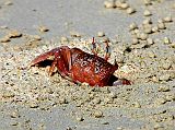 Galapagos 1-2-07 Bachas Ghost Crab We paused quietly to view ghost crabs, also called sand crabs, on the beach. These crabs have two black eyes and are called ghosts because of their ability to disappear from sight almost instantly. I was very familiar with ghost crabs, having watched Mr. Krabs on SpongeBob SquarePants for many years